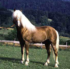 HAFLINGER